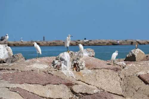 A group of white herons standing on rocky shore near the water, with a clear blue sky in the background.