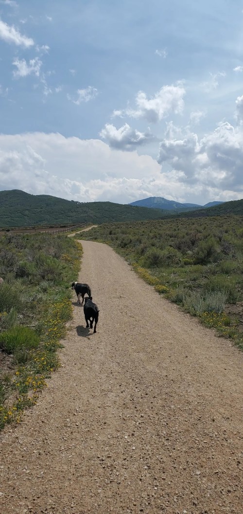 Two dogs walk along a gravel path surrounded by green hills and wildflowers under a partly cloudy sky.