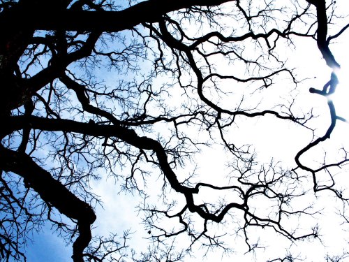 Silhouetted branches of a tree against a bright sky, creating a stark contrast with intricate patterns.