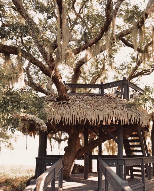 A wooden treehouse with a thatched roof, nestled among large trees draped in Spanish moss.