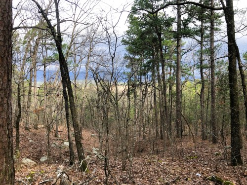 A forest scene with bare trees and a cloudy sky, revealing a distant landscape through the branches.