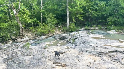 A black dog walks along rocky terrain beside a serene stream in a lush green forest.