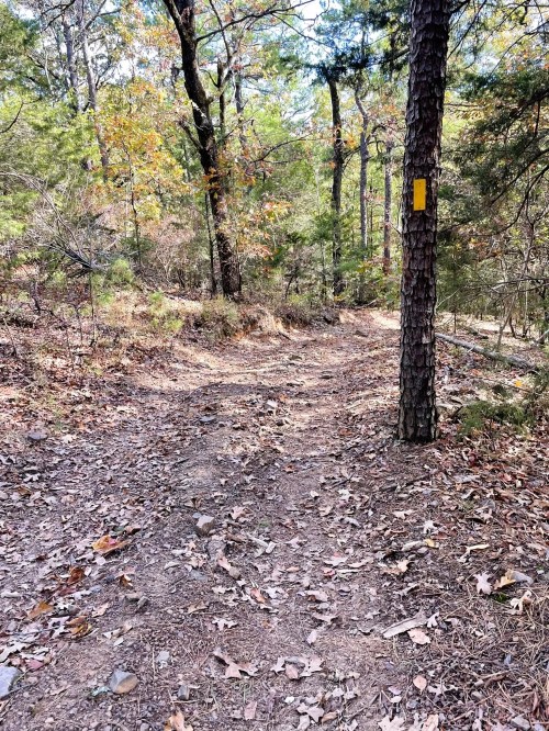 A winding dirt path through a forest, surrounded by trees and fallen leaves, with a yellow trail marker on a tree.