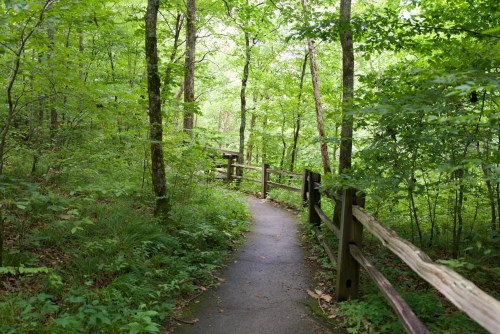 A serene forest path surrounded by lush green trees and a wooden railing.