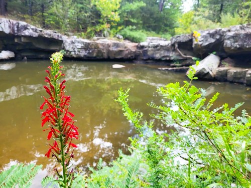 A vibrant red flower stands near a calm, reflective pond surrounded by lush greenery and rocky formations.