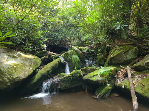 A serene forest scene featuring a small waterfall cascading over moss-covered rocks, surrounded by lush greenery.