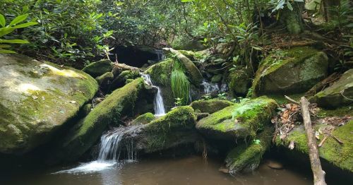 A serene forest scene featuring a small waterfall cascading over moss-covered rocks, surrounded by lush greenery.