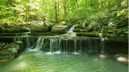 A serene forest scene featuring a small waterfall cascading over rocks into a clear, tranquil pool.