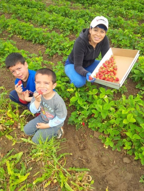 A woman and two boys smile while picking strawberries in a field, holding a box filled with fresh strawberries.