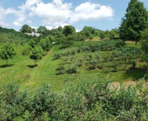 Lush green hillside with trees and shrubs under a bright blue sky with fluffy clouds.