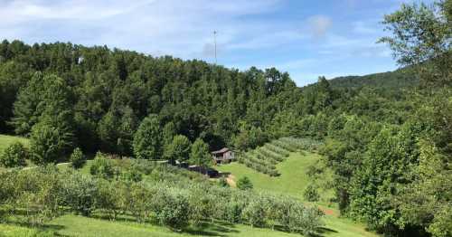 A lush green landscape with rolling hills, trees, and a small house surrounded by orchards under a clear blue sky.