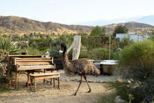 An emu walks past an old piano in a desert landscape with mountains in the background.