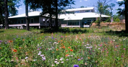 A vibrant field of wildflowers in front of a modern building surrounded by trees under a clear blue sky.