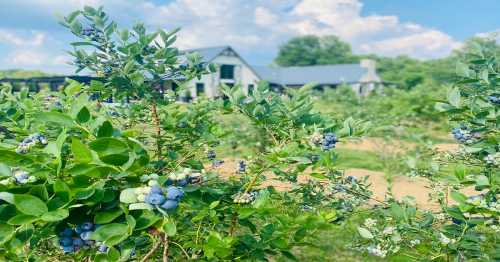 A lush blueberry field with ripe berries, set against a backdrop of a house and blue sky with fluffy clouds.