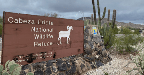 Sign for Cabeza Prieta National Wildlife Refuge, featuring a bighorn sheep and surrounded by desert vegetation.