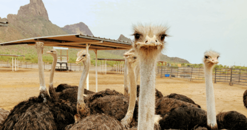 A group of ostriches in a farm setting, with mountains in the background and a clear sky.
