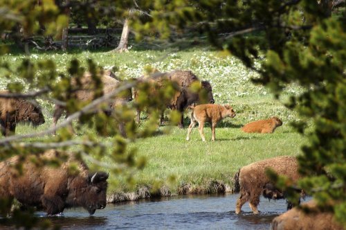 A herd of bison grazing near a stream, with a calf standing and another resting on the grass. Green foliage surrounds the scene.