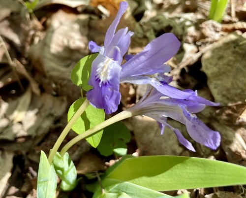 A close-up of a delicate purple flower with green leaves, surrounded by dry leaves on the forest floor.