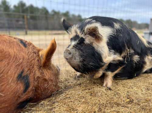 Two pigs, one with a black and white coat and the other with a reddish-brown coat, are resting on straw.