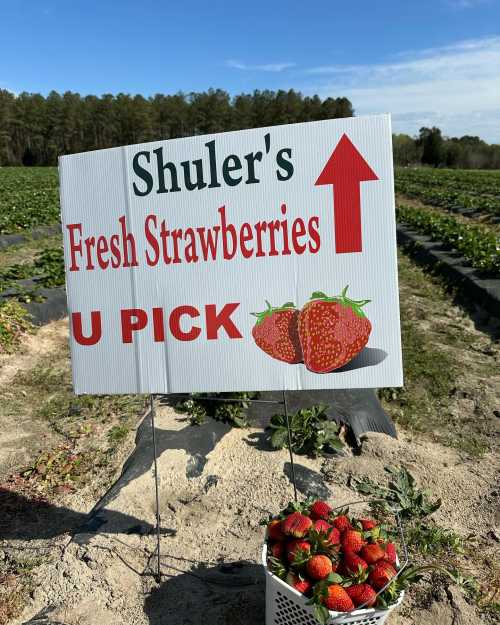 Sign for Shuler's Fresh Strawberries with a basket of strawberries in the foreground and a field in the background.