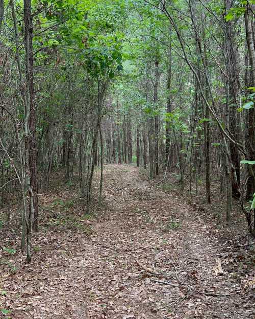 A narrow dirt path winding through a dense forest with green foliage and tall trees on either side.