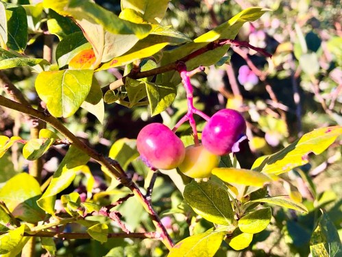 Close-up of colorful berries on a leafy branch, with vibrant green leaves in the background.