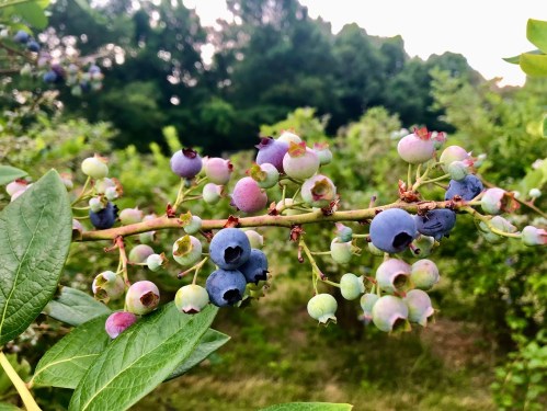 A close-up of a blueberry branch with ripe and unripe berries against a blurred green background.