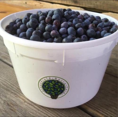 A white bucket filled with fresh blueberries, resting on a wooden surface.
