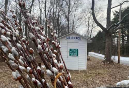 A bundle of pussywillow branches in front of a small white building labeled "Milkhouse" in a rural setting.