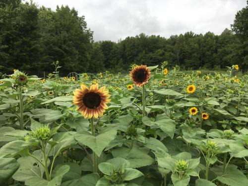 A field of sunflowers in various stages of bloom, surrounded by lush green trees under a cloudy sky.