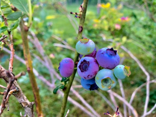 A cluster of blueberries in various shades of blue and purple, growing on a branch with green foliage in the background.