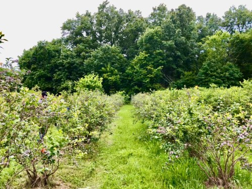 A lush green field with rows of blueberry bushes, surrounded by tall trees under a clear sky.