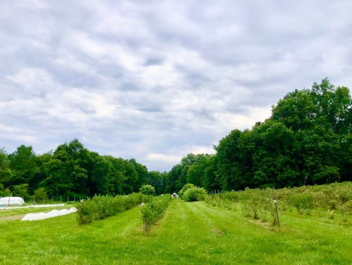 A lush green field with rows of plants, bordered by trees under a cloudy sky.