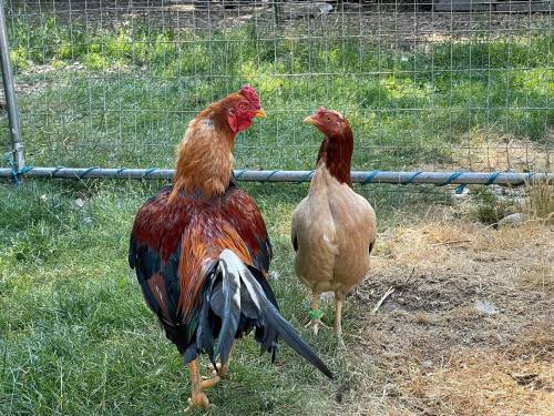 Two chickens, one with colorful feathers and the other light brown, stand in a grassy area near a fence.