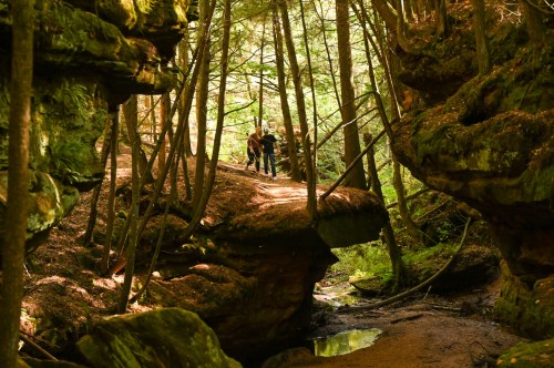 A serene forest scene with hikers on a rocky path surrounded by tall trees and lush greenery.