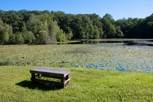 A wooden bench by a serene pond covered with lily pads, surrounded by lush green trees under a clear blue sky.
