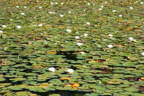A serene pond covered with green lily pads and scattered white water lilies in bloom.