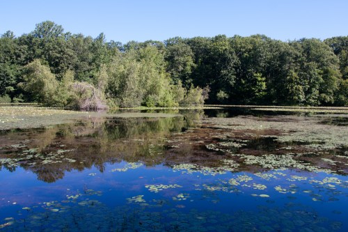 A serene pond surrounded by lush greenery, with lily pads floating on the water's surface under a clear blue sky.