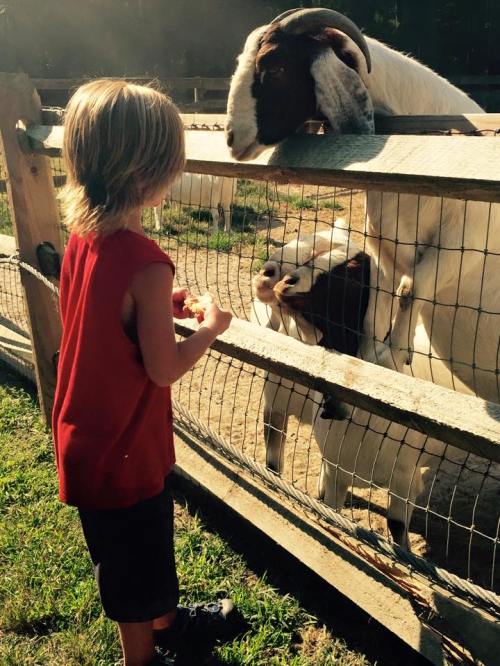 A child in a red shirt feeds animals at a farm, with a goat and a cow reaching through the fence.
