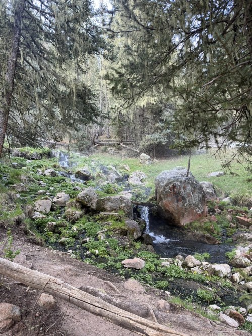 A serene forest scene featuring a small stream flowing over rocks, surrounded by lush greenery and tall trees.