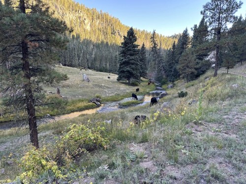 A serene landscape featuring a stream surrounded by trees and several black bears grazing in a grassy area.