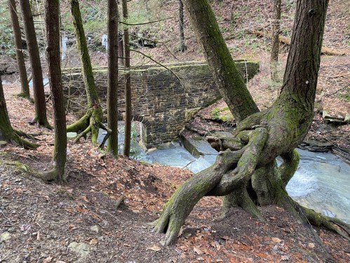 A moss-covered tree with twisted roots stands near a stone bridge over a flowing stream in a wooded area.