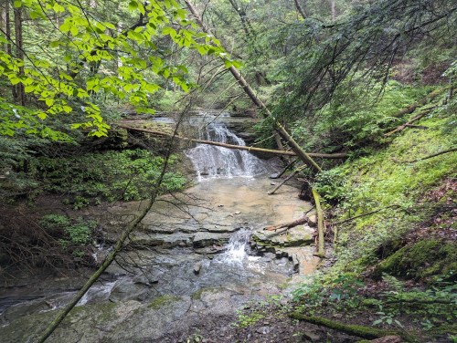 A serene forest scene featuring a small waterfall cascading over rocks, surrounded by lush greenery and fallen branches.