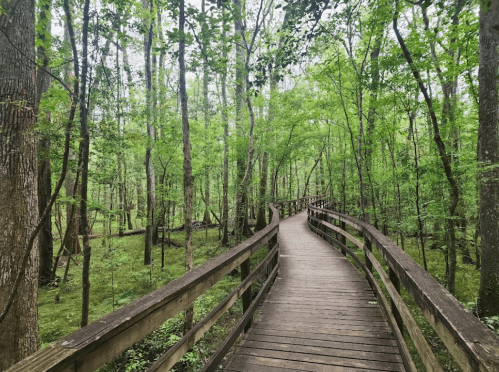 A wooden boardwalk winds through a lush green forest, surrounded by tall trees and vibrant foliage.