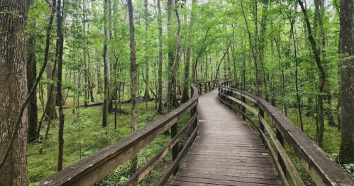 A winding wooden boardwalk through a lush green forest with tall trees and vibrant foliage.