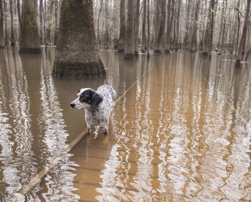 A spotted dog stands in shallow floodwater among trees, reflecting the surrounding landscape in the water.