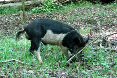 A black and white pig foraging in a forested area with grass and fallen branches.