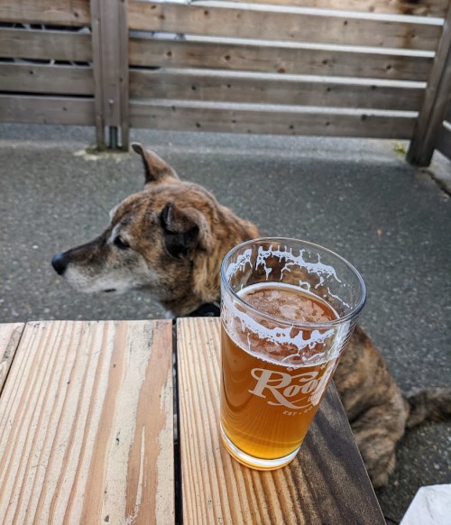 A glass of amber beer sits on a wooden table beside a dog looking away in a casual outdoor setting.