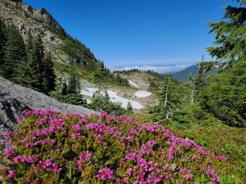 A vibrant landscape featuring pink flowers in the foreground, with snow-capped mountains and a clear blue sky in the background.