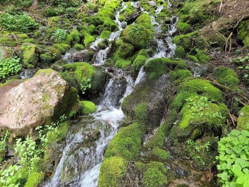 A serene stream flows over moss-covered rocks, surrounded by lush greenery in a tranquil forest setting.